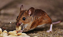 24 Hour & Emergency Exterminators in Northumberlnd, NH